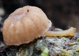 Mycena corticola image