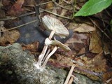 Gymnopus dichrous image