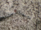 Botryobasidium longisporum image