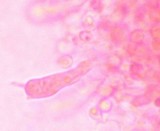 Boidinia propinqua image