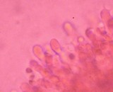 Boidinia propinqua image