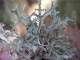Platismatia stenophylla image