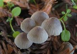 Mycena leptocephala image