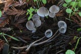 Mycena leptocephala image
