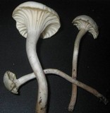Hygrocybe russocoriacea image