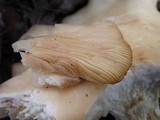 Clitocybe brunneocephala image