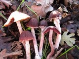 Psathyrella bipellis image