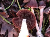 Psathyrella bipellis image