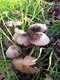 Psathyrella bipellis image