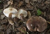Tricholoma dryophilum image