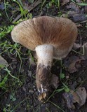 Tricholoma dryophilum image
