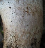 Tricholoma dryophilum image