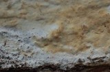 Hyphodontia sambuci image