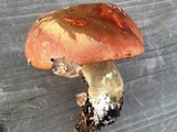 Leccinum manzanitae image