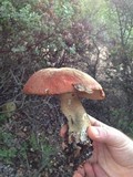 Leccinum manzanitae image