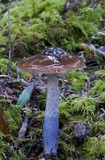 Cortinarius vanduzerensis image
