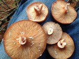 Lactarius rufus image