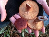 Lactarius rufus image