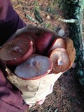 Lactarius rufus image