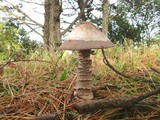 Amanita pachycolea image