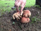 Boletus regius image