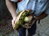 Boletus regius image