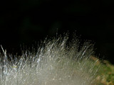 Phycomyces blakesleeanus image