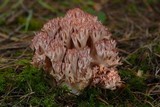 Ramaria botrytis image