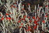 Cladonia transcendens image