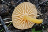 Chrysomphalina aurantiaca image