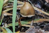 Psilocybe pelliculosa image