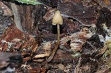 Psilocybe pelliculosa image