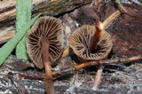 Psilocybe pelliculosa image