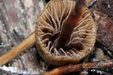 Psilocybe pelliculosa image