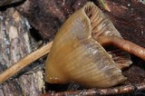Psilocybe pelliculosa image