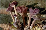 Laccaria amethystina image