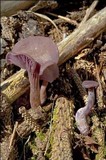 Laccaria amethystina image