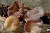Laccaria amethystina image