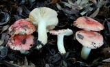 Russula silvicola image