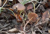 Entoloma hebes image