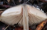 Entoloma hebes image