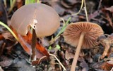 Entoloma hebes image