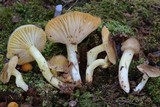 Hygrophorus hypothejus image