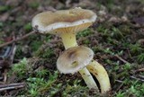 Hygrophorus hypothejus image