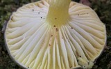 Hygrophorus hypothejus image