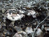 Tricholoma dryophilum image