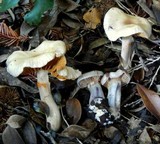 Cortinarius emunctus image