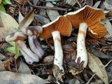 Cortinarius emunctus image