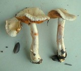Cortinarius emunctus image