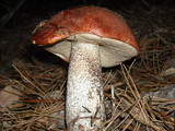 Leccinum manzanitae image